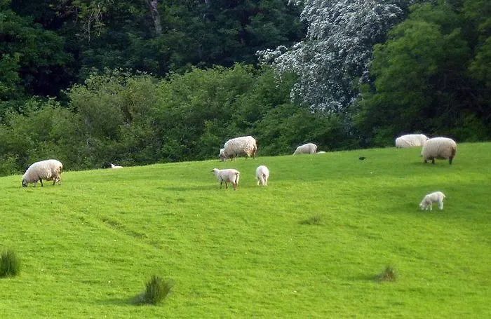 Avondale Farmhouse 3* Pettigoe